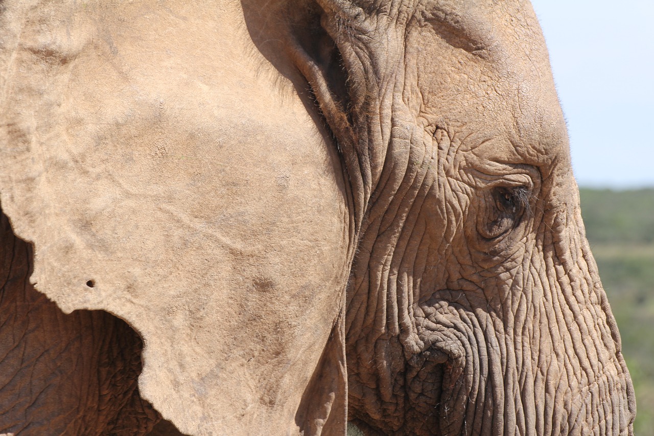elephant  pachyderm  south africa free photo