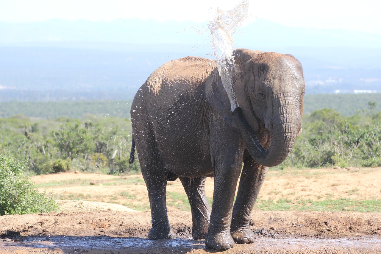 elephant  safari  water free photo