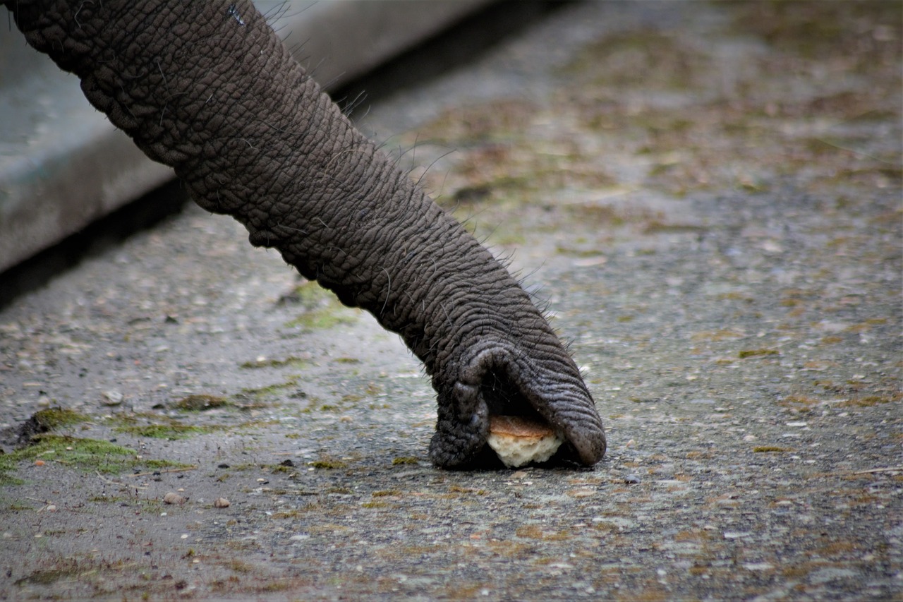 elephant  close up  the elephant's trunk free photo