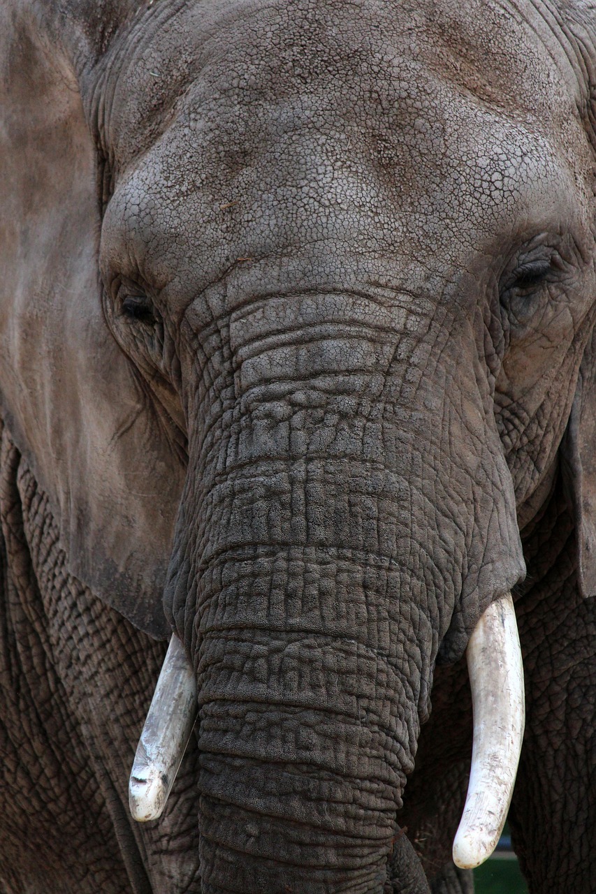 elephant  animal  wildlife free photo