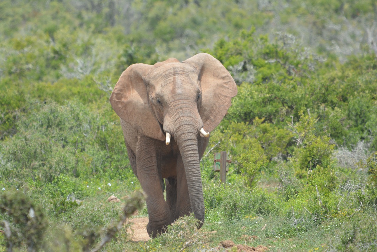 elephant  wildlife  animal free photo