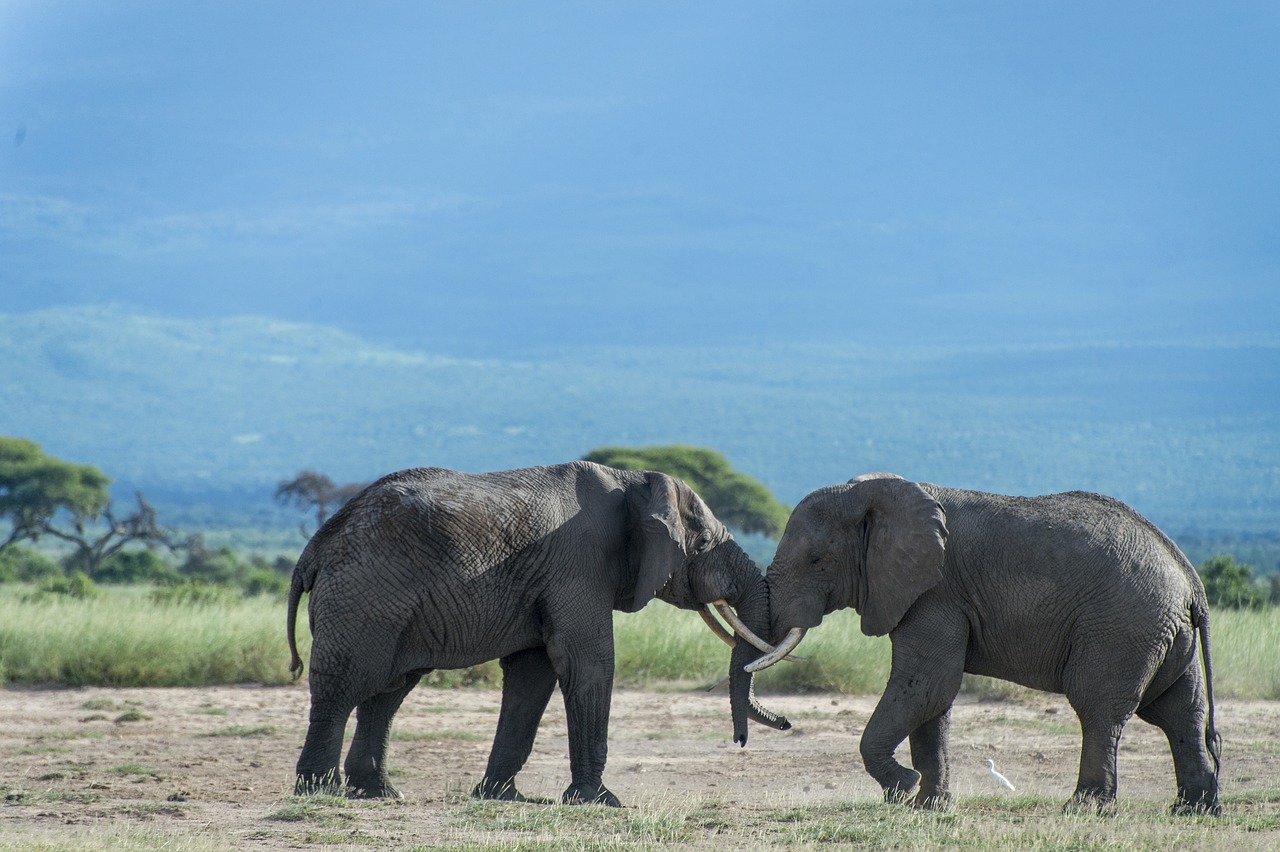 elephant  animal  kenya free photo