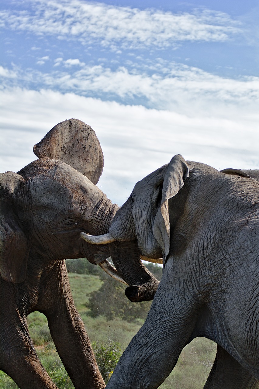elephant  fighting  south africa free photo