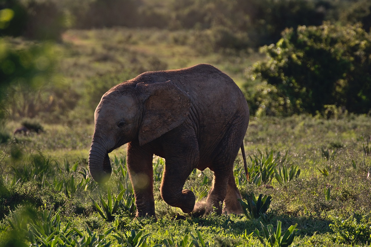 elephant  sunset  child free photo