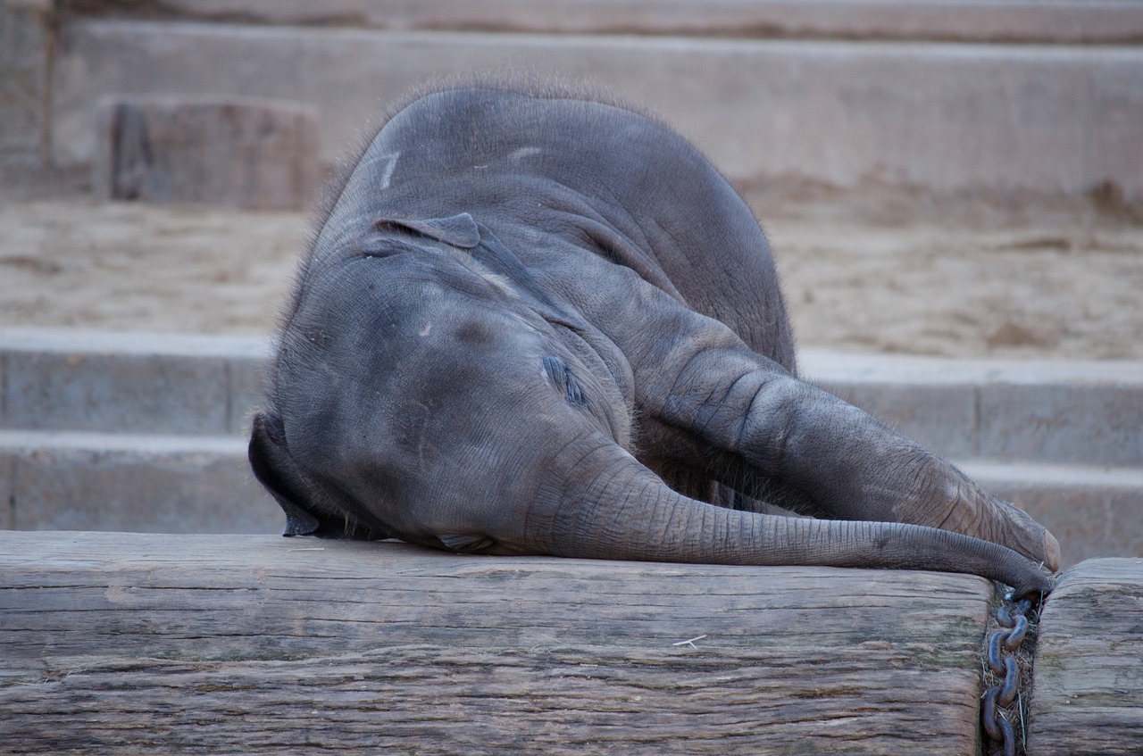 elephant  animal  zoo free photo