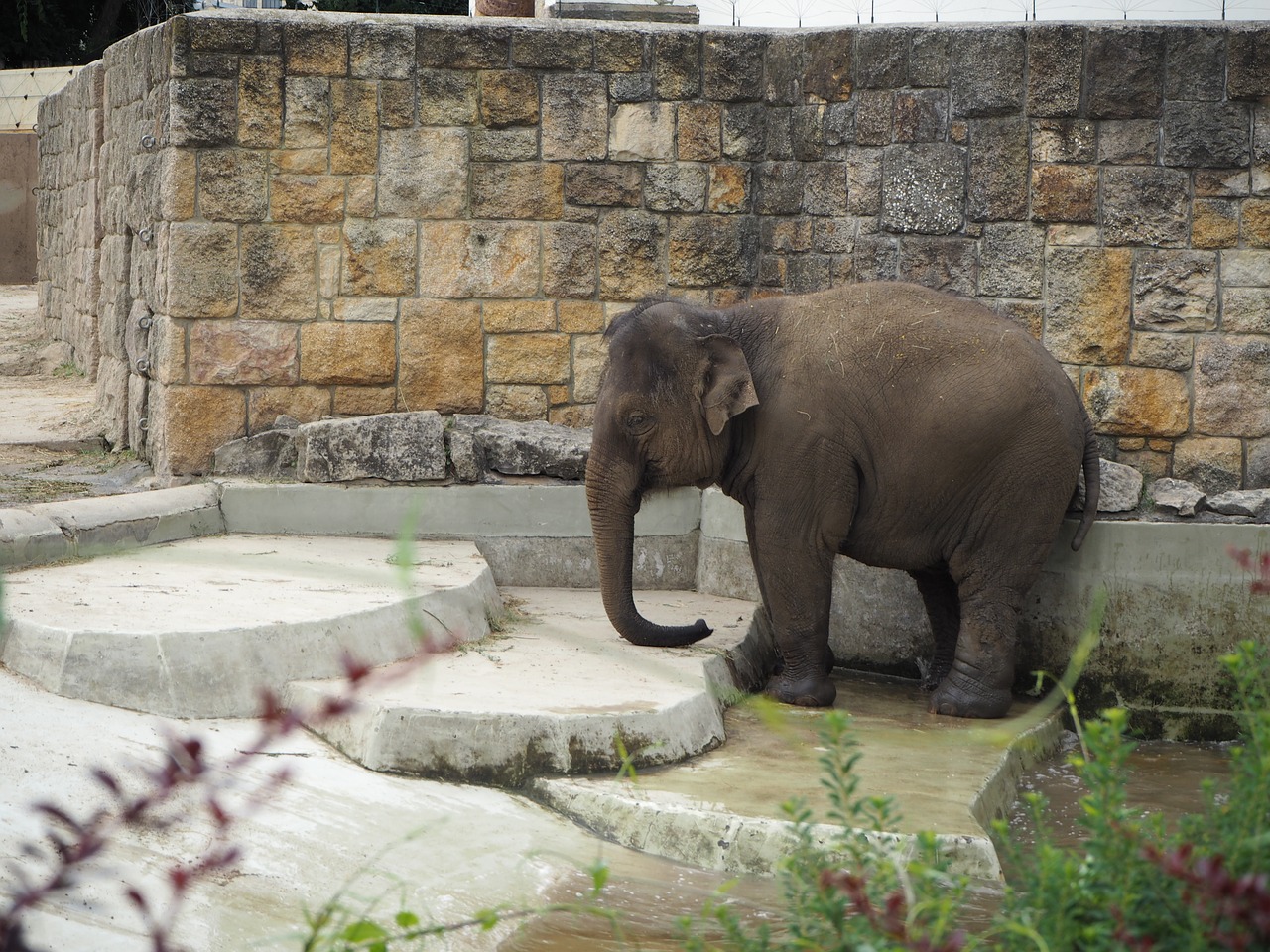 elephant  animals  zoo free photo