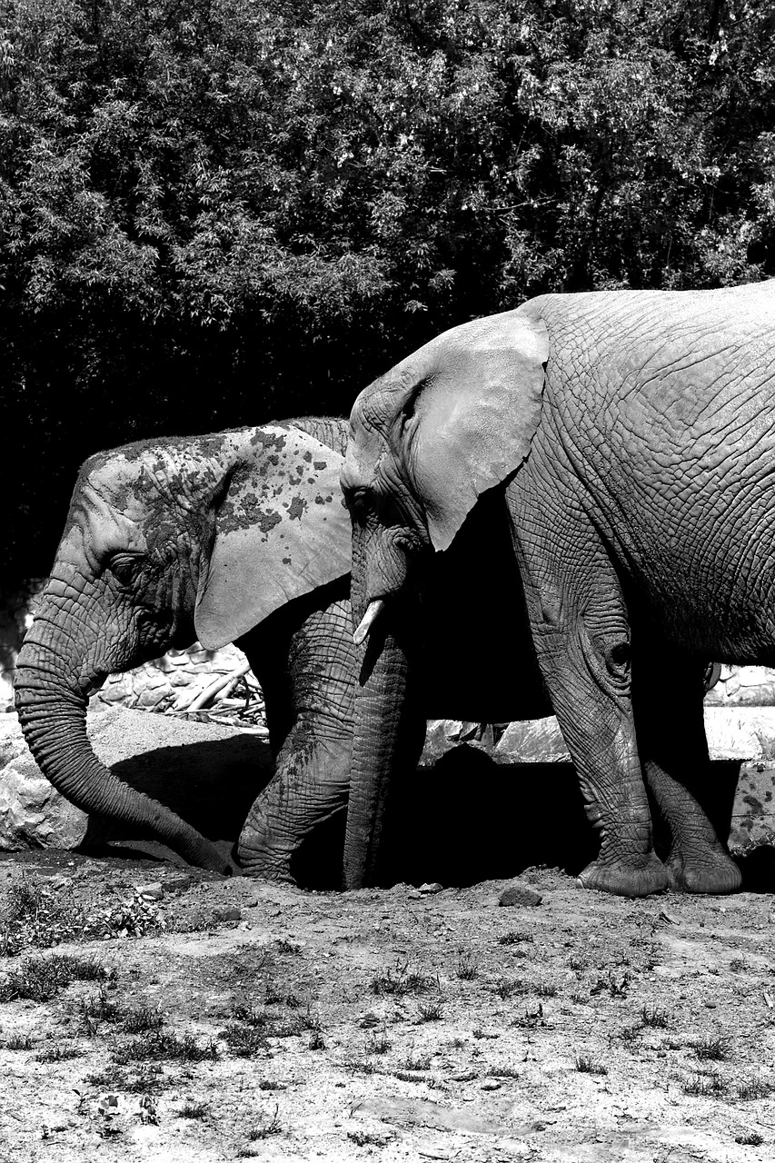 elephant  africa  african elephant free photo