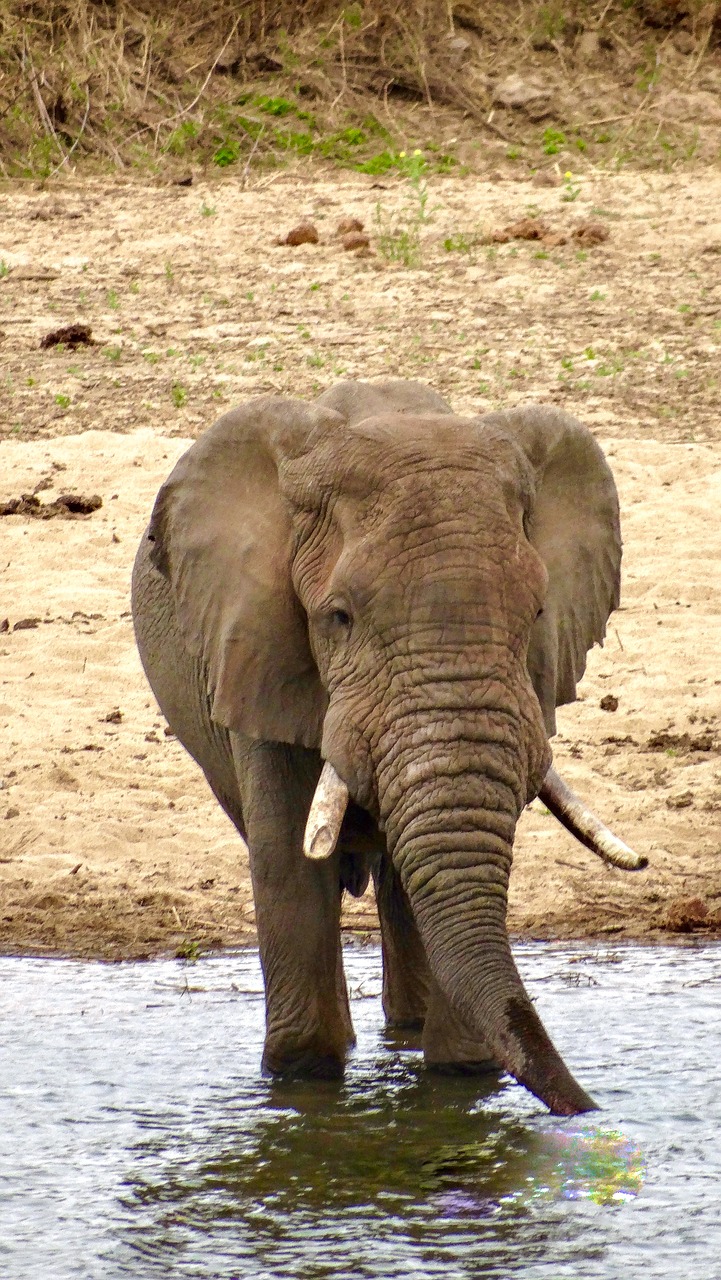 elephant  wild  river free photo