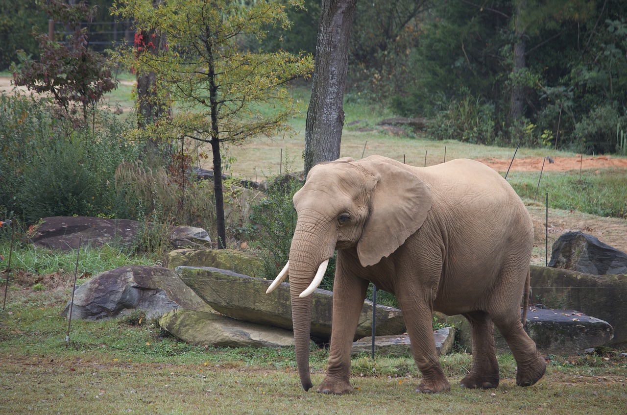 elephant  animal  africa free photo