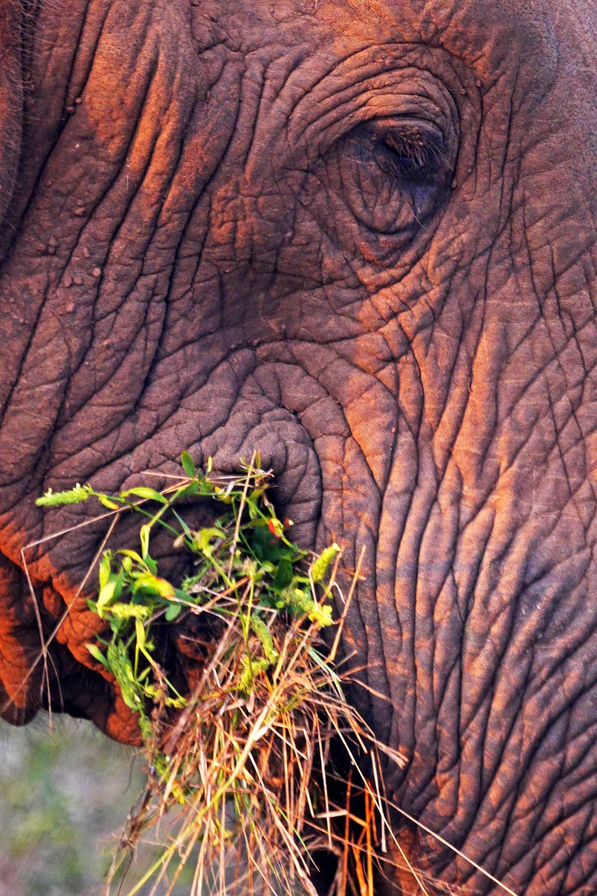 elephant  close up  eat free photo