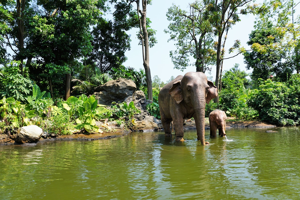 elephant  china  summer free photo