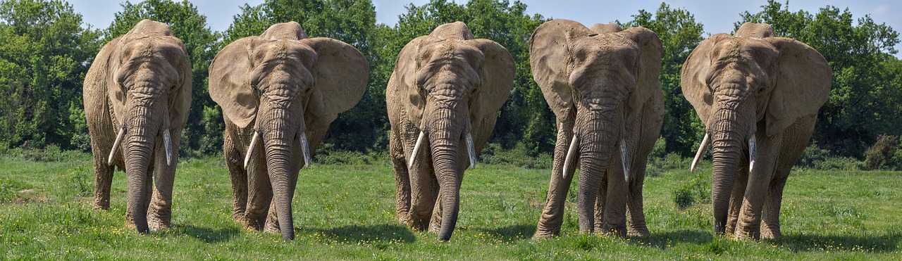 elephant  mounting  five free photo