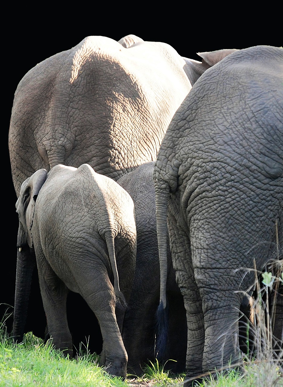 elephant  mammal  south africa free photo