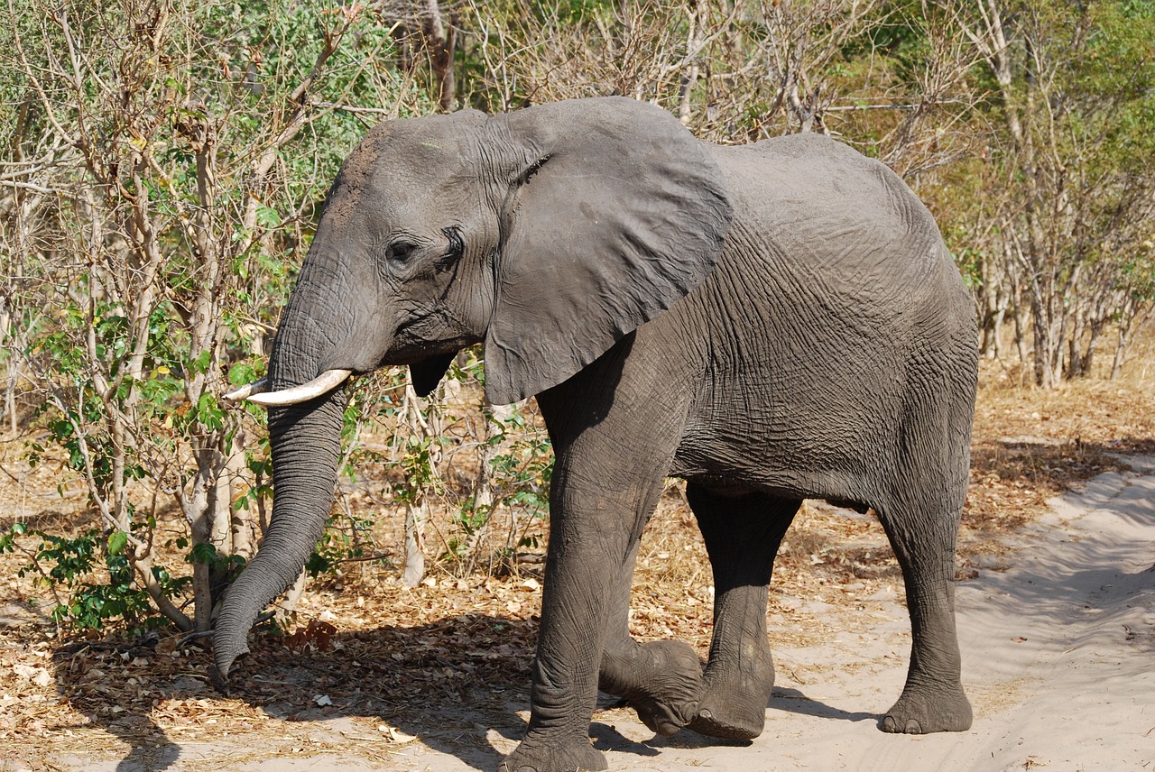 elephant  africa  botswana free photo