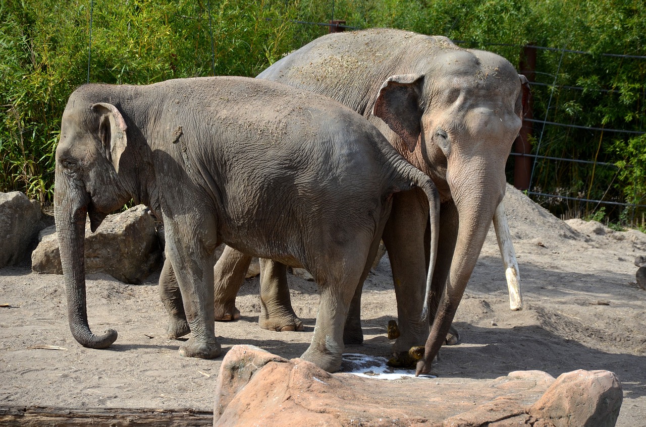 elephant  africa  safari free photo