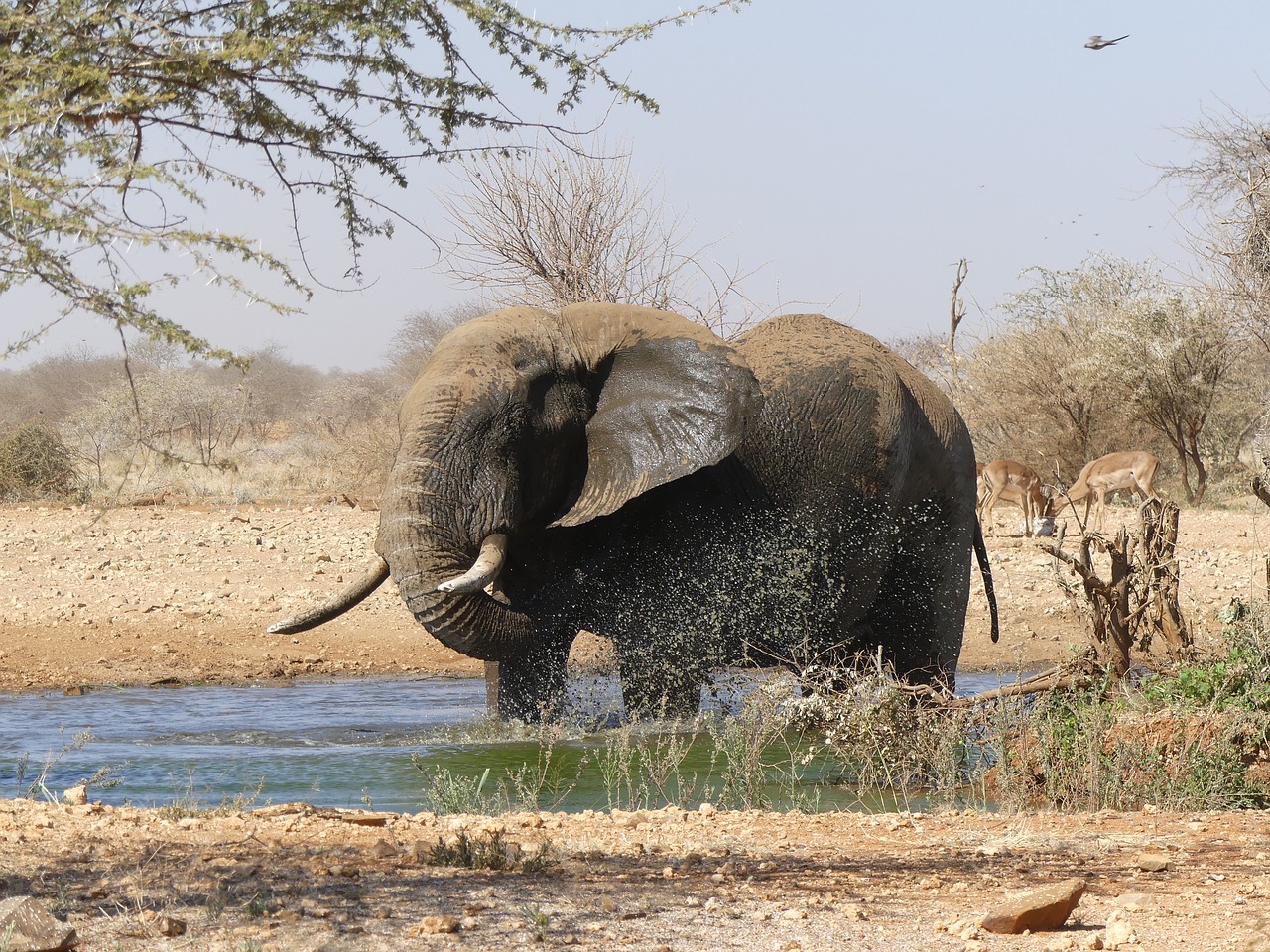 elephant  namibia  africa free photo