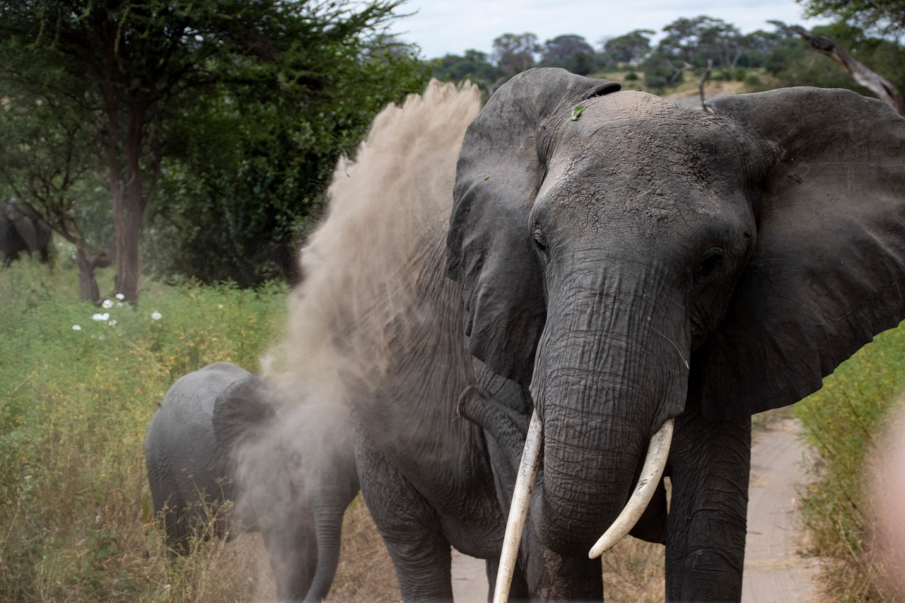 elephant  dust  dirt free photo