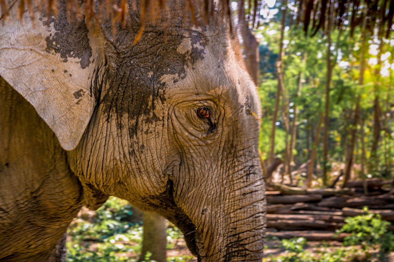 elephant  animal  eye free photo