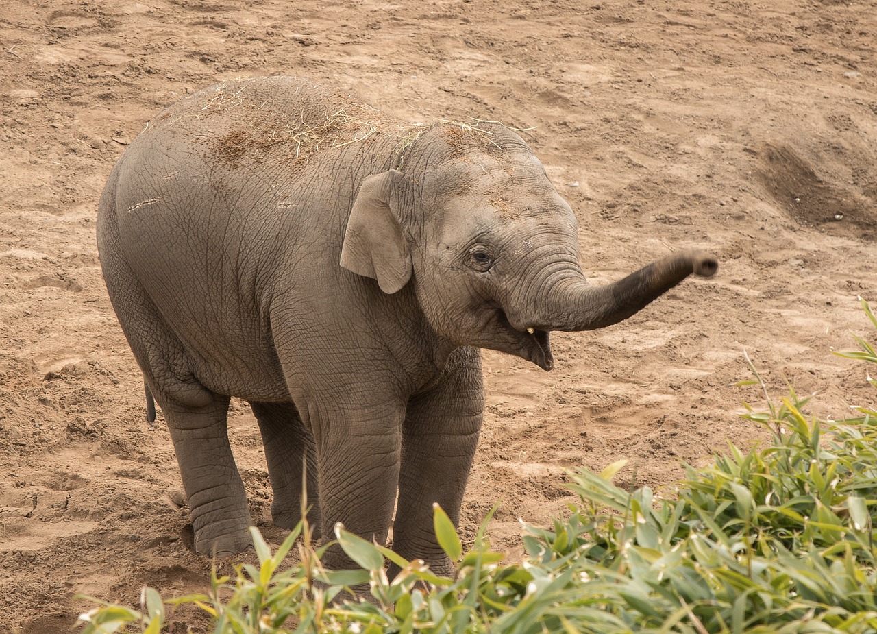 elephant  little  animal free photo