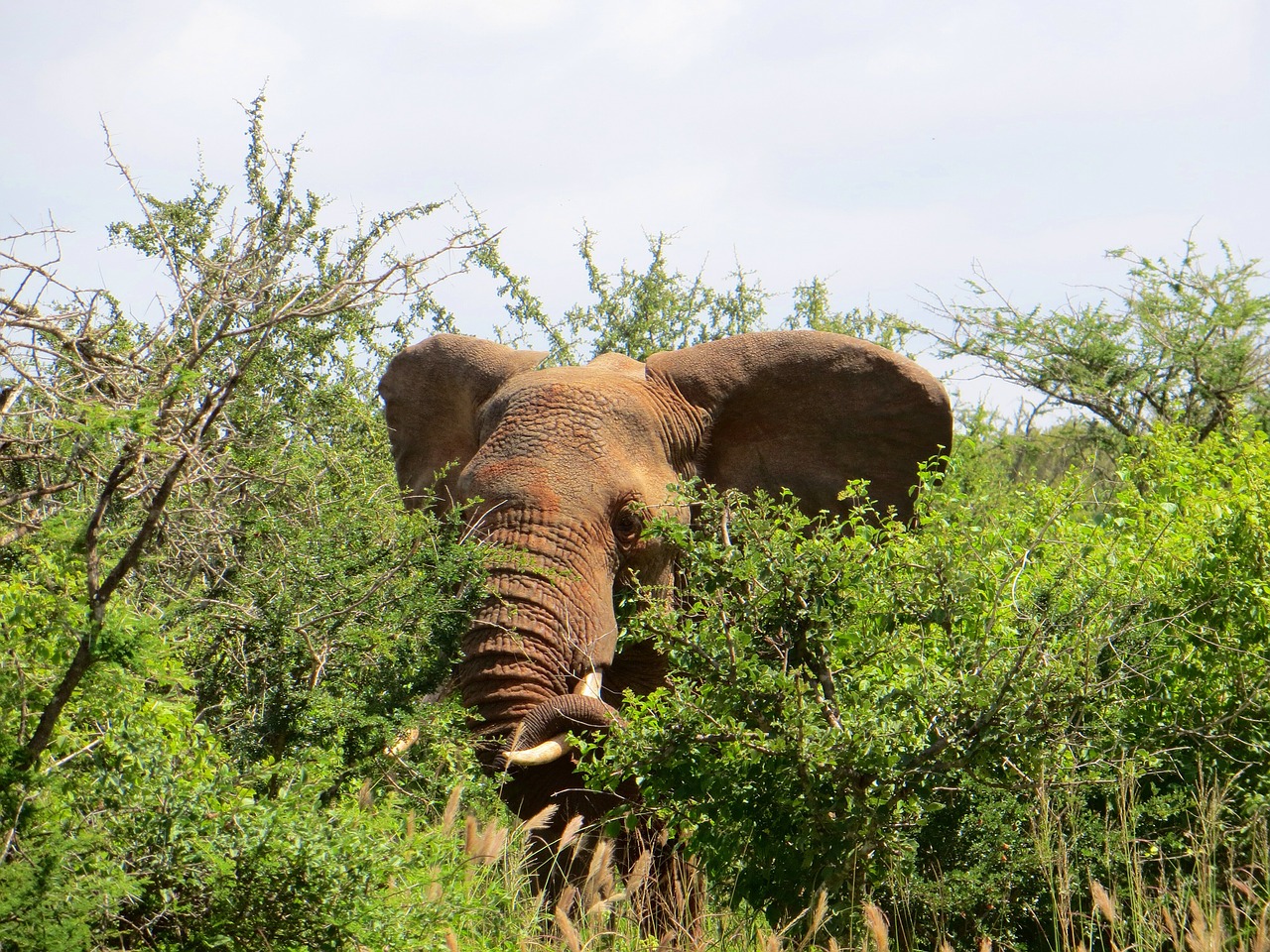 elephant animal safari free photo
