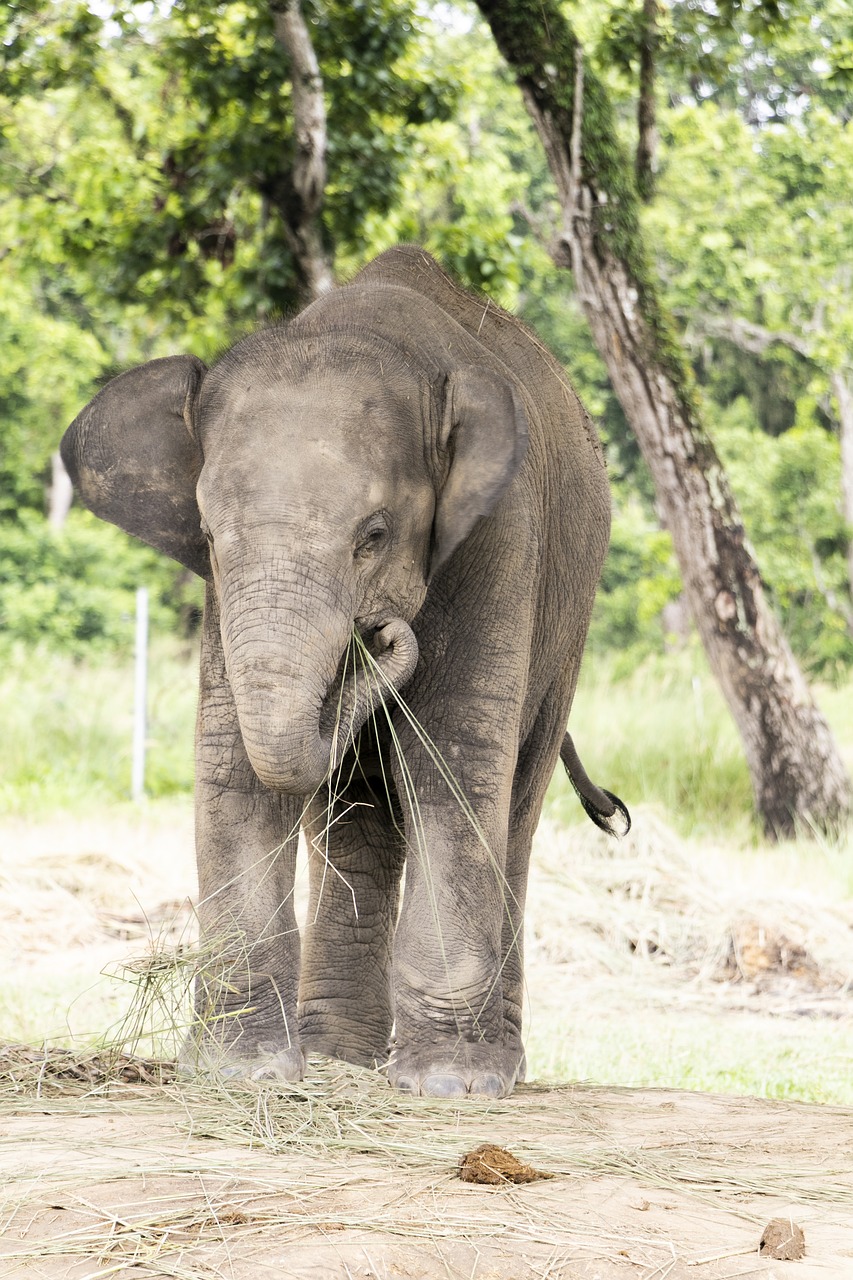 elephant  a baby elephant  fun free photo