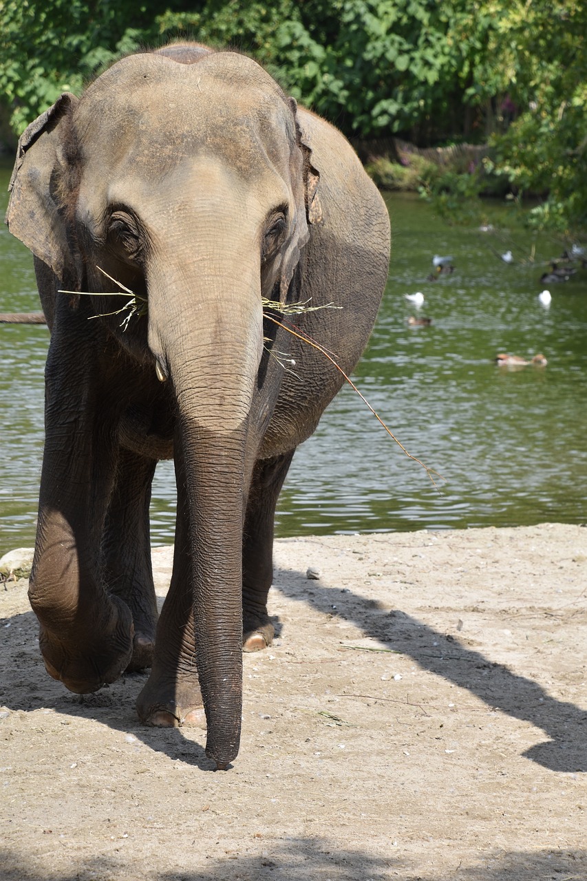 elephant  bath  river free photo