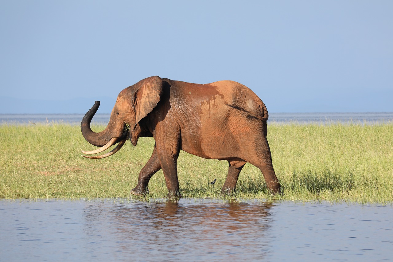 elephant  zimbabwe  safari free photo