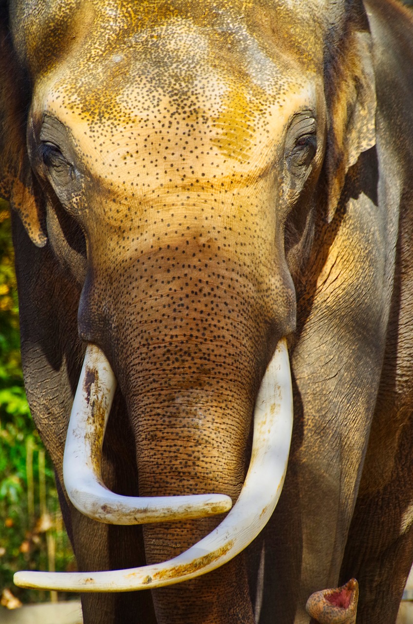 elephant  ivory  tusk free photo