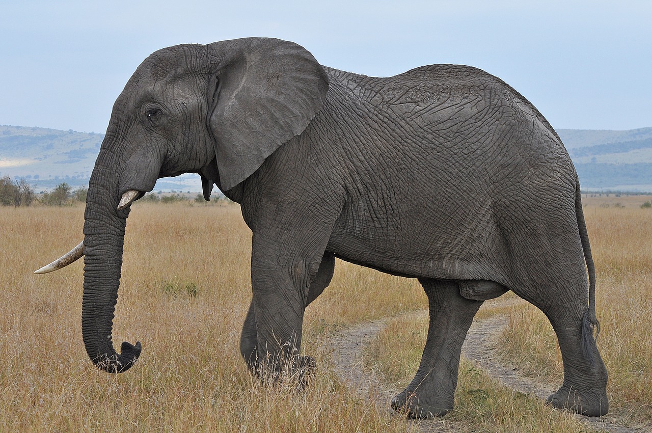 elephant  safari  kenya free photo