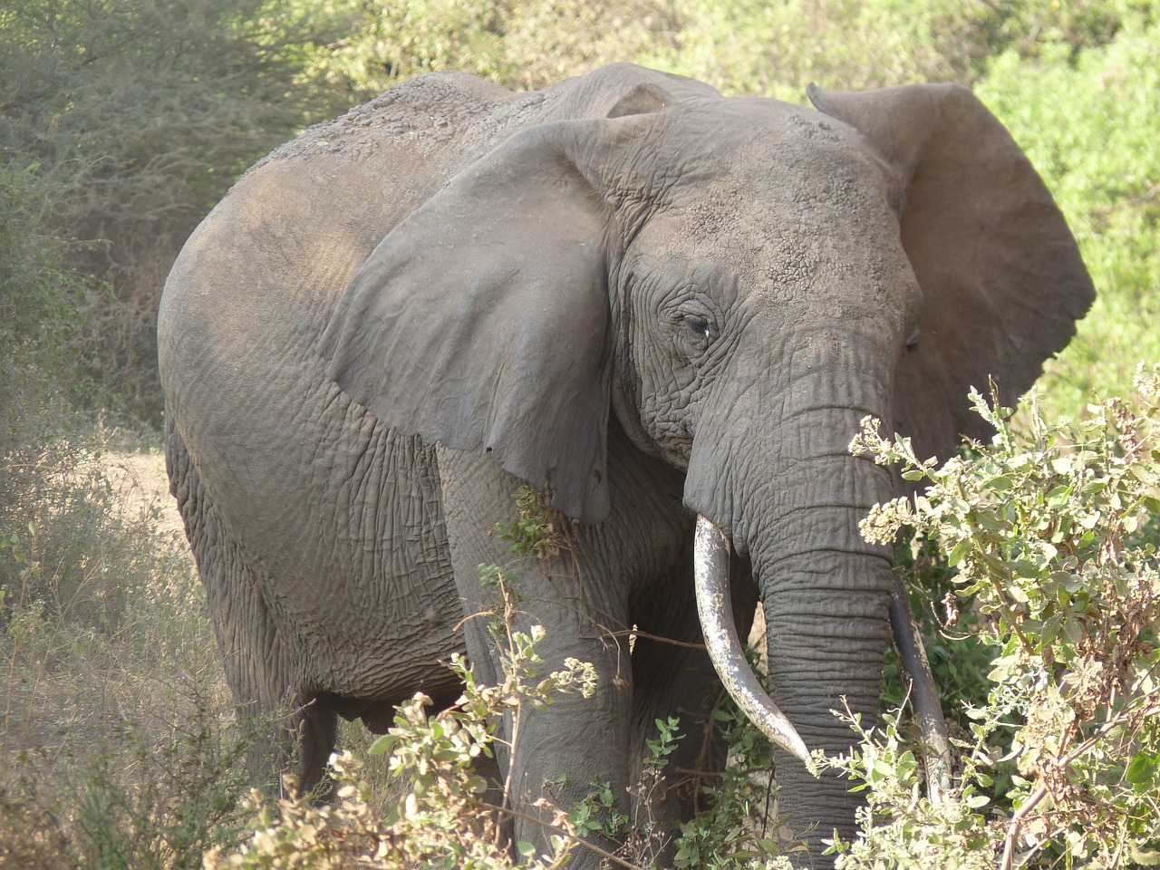 elephant safari africa free photo