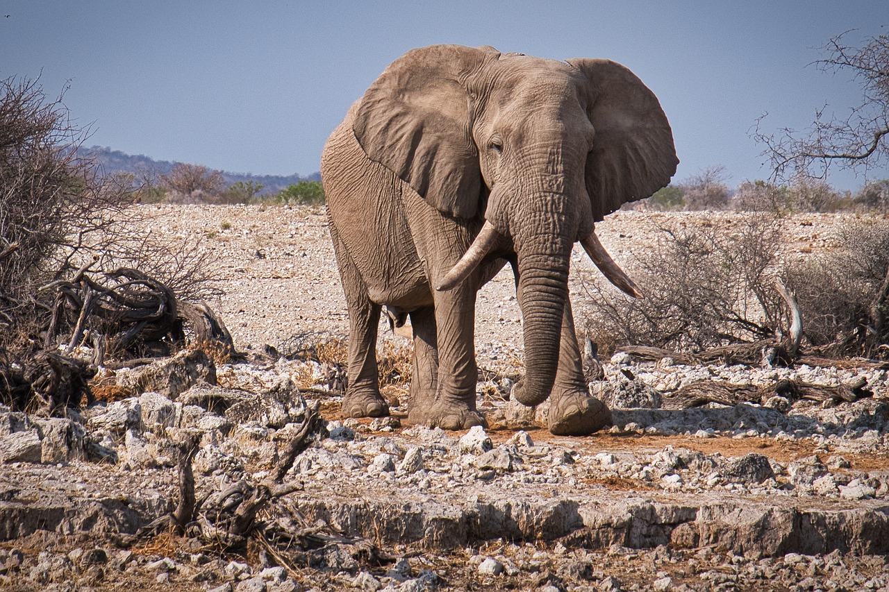 elephant  etosha  namibia free photo