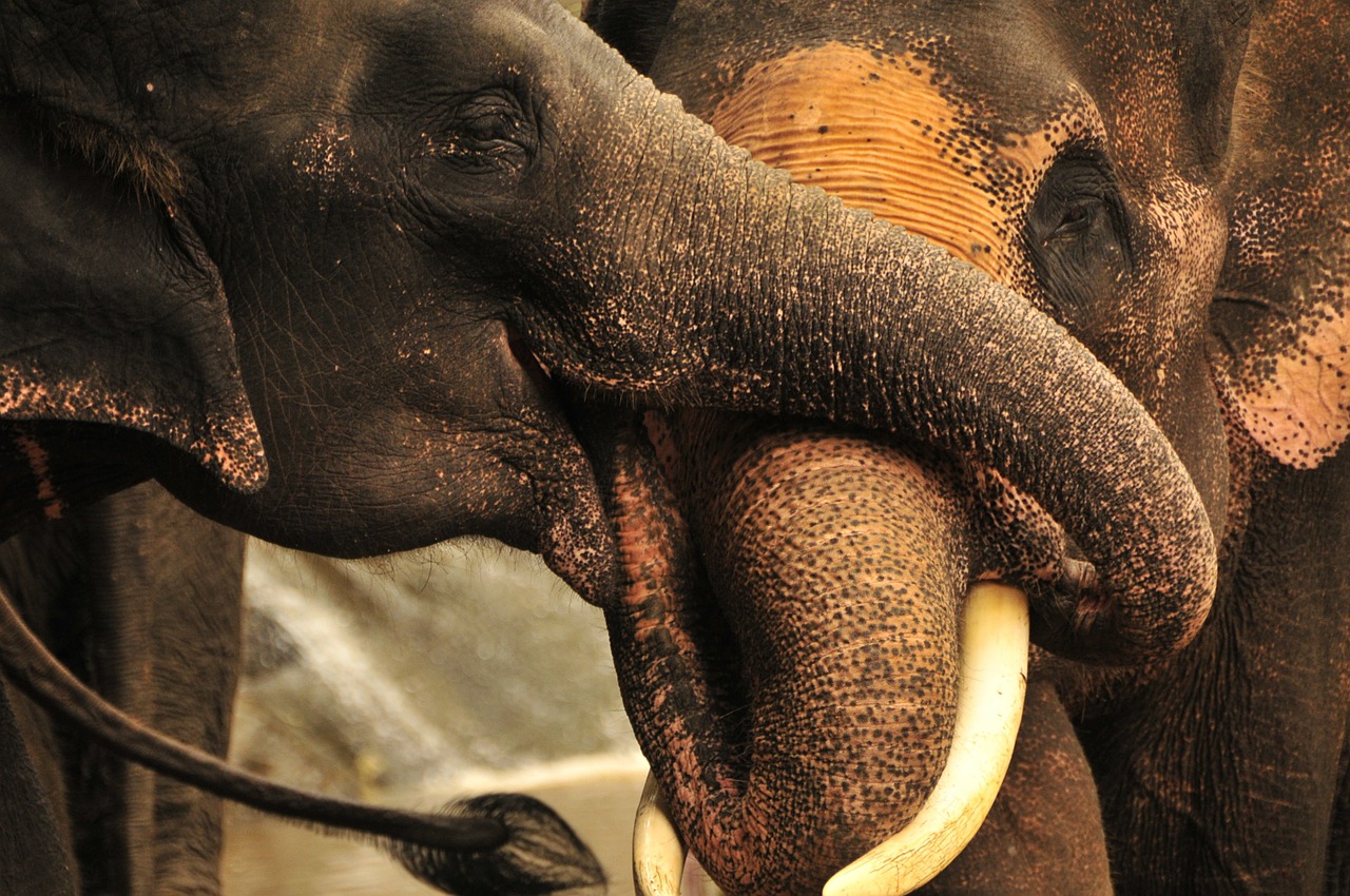 elephant trunks thailand free photo