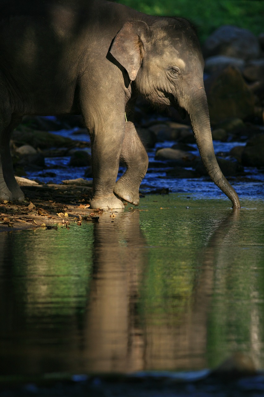 elephant trunk water free photo