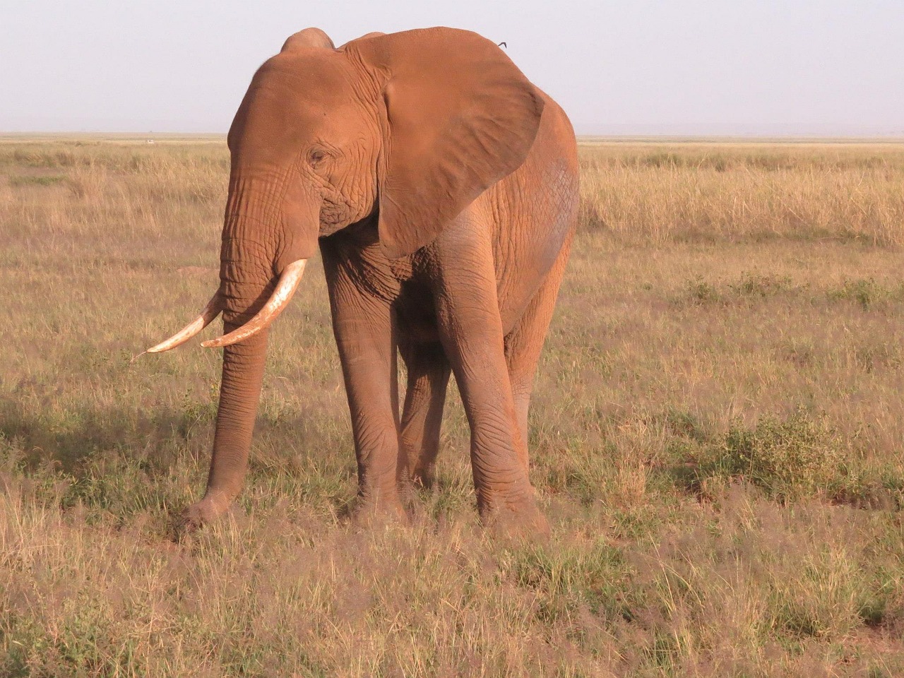 elephant kenya africa free photo