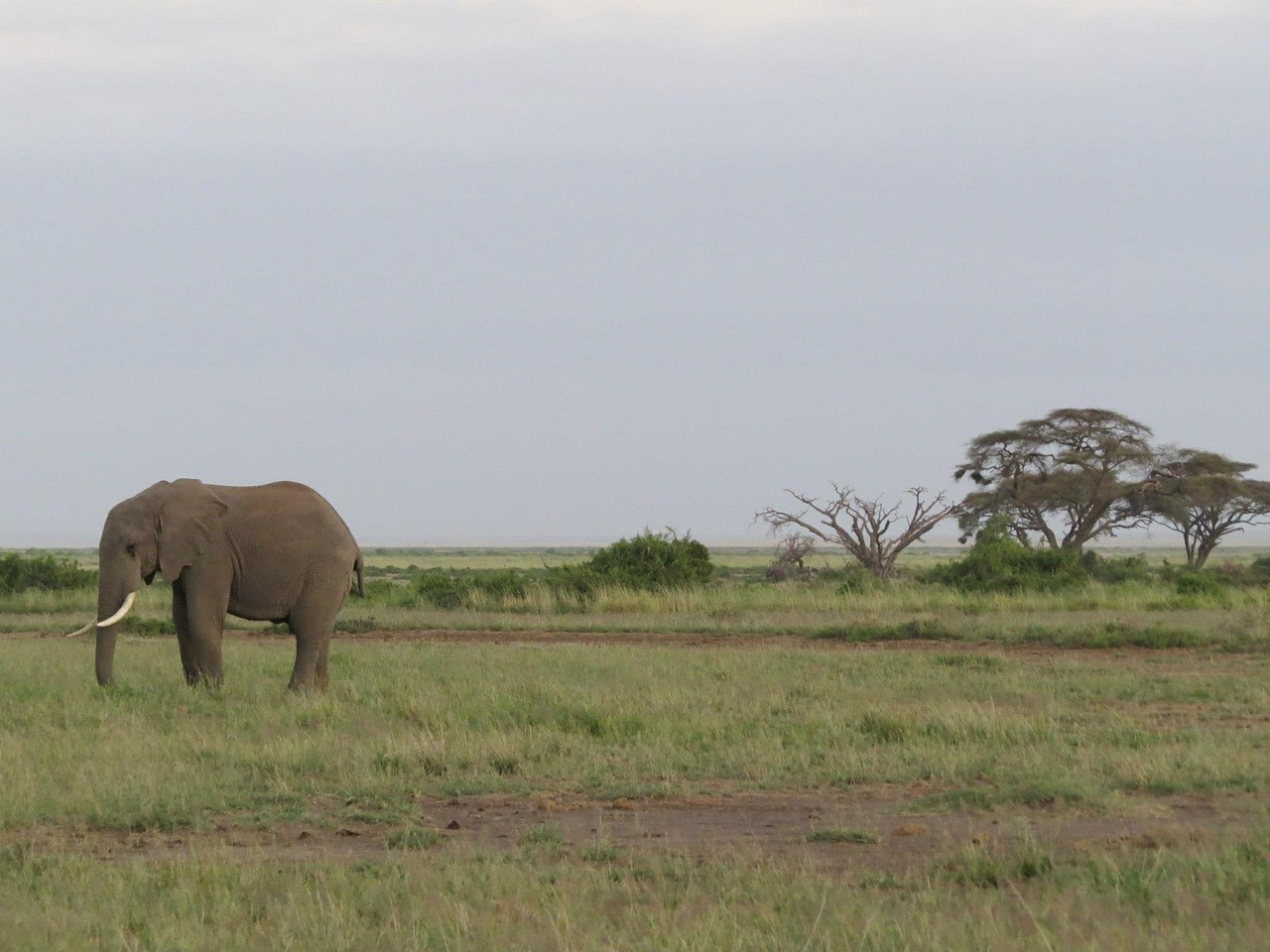 elephant africa savannah free photo