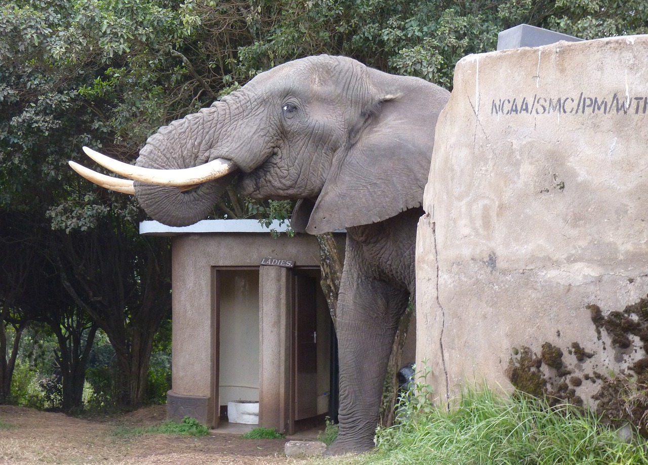 elephant africa toilet free photo