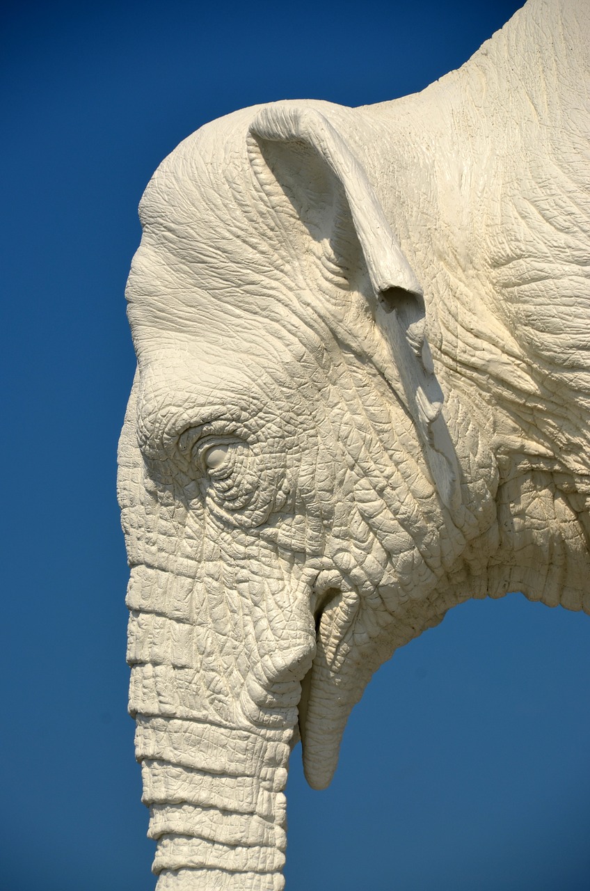 elephant  fold  pachyderm free photo