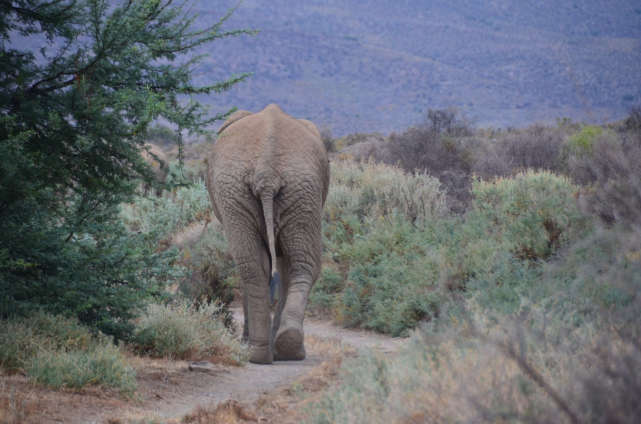 elephant  african  south african free photo
