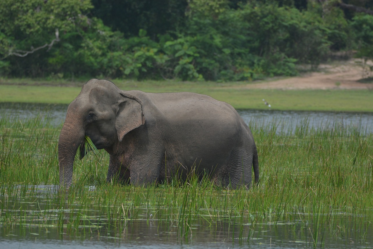 elephant  animal  wildlife free photo