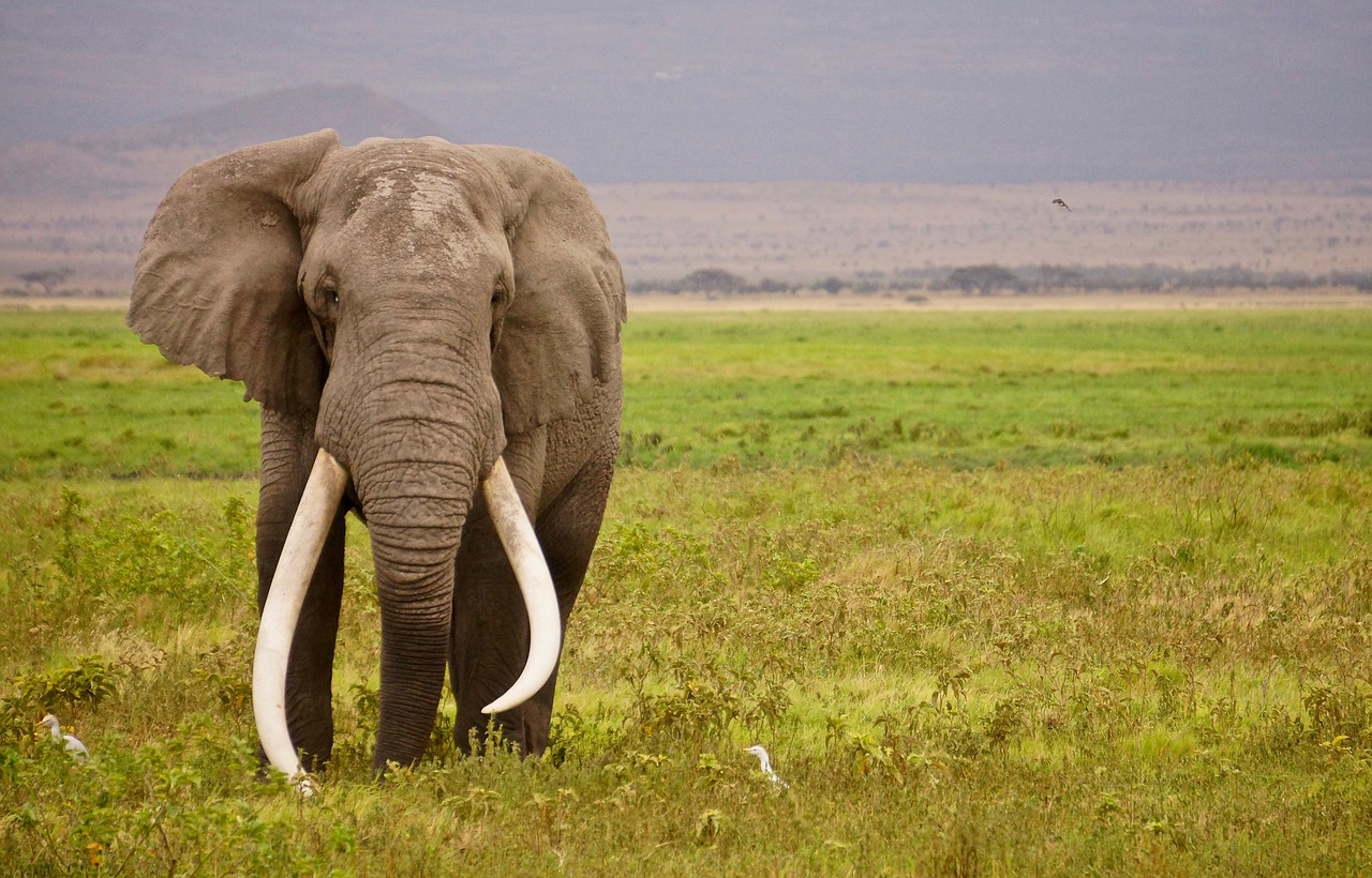 elephant  wild  africa free photo
