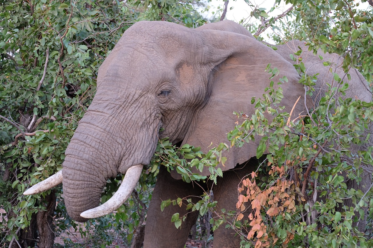 elephant  south africa  kruger national park free photo