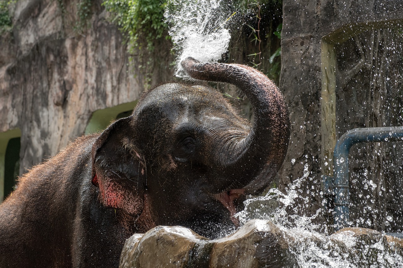 elephant  water  bathing free photo