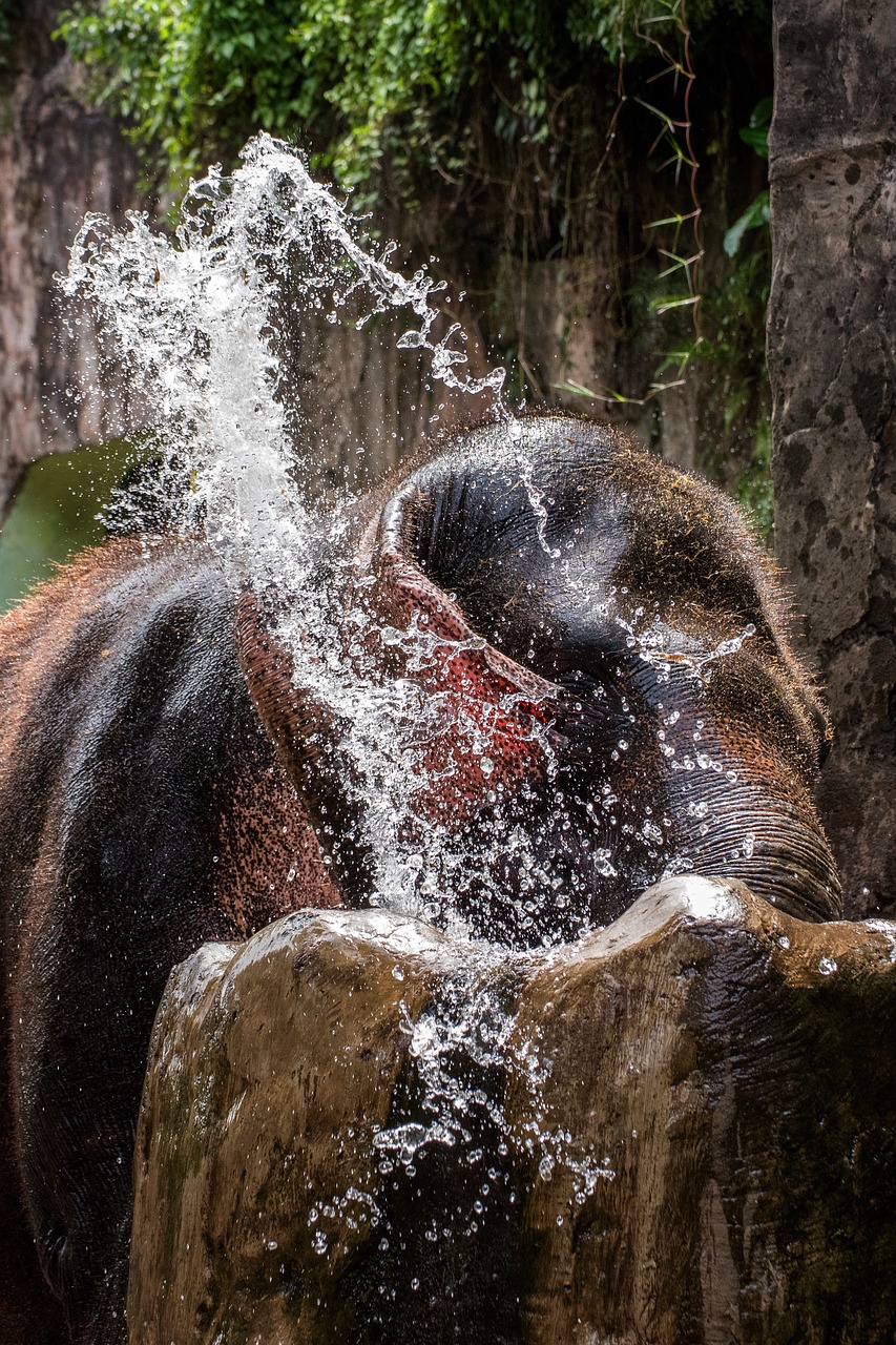 elephant  water  bathing free photo