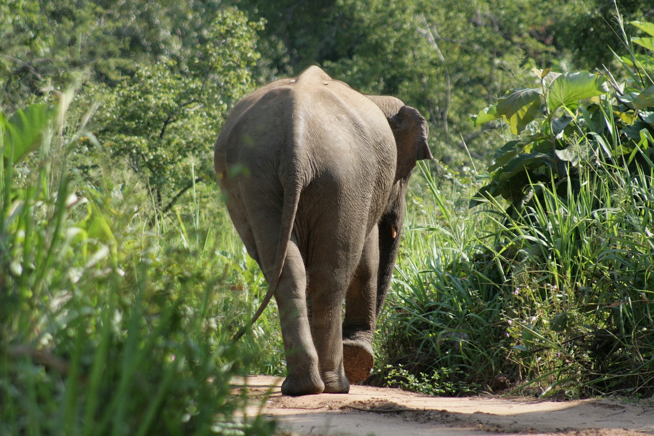 elephant  nature  forest free photo