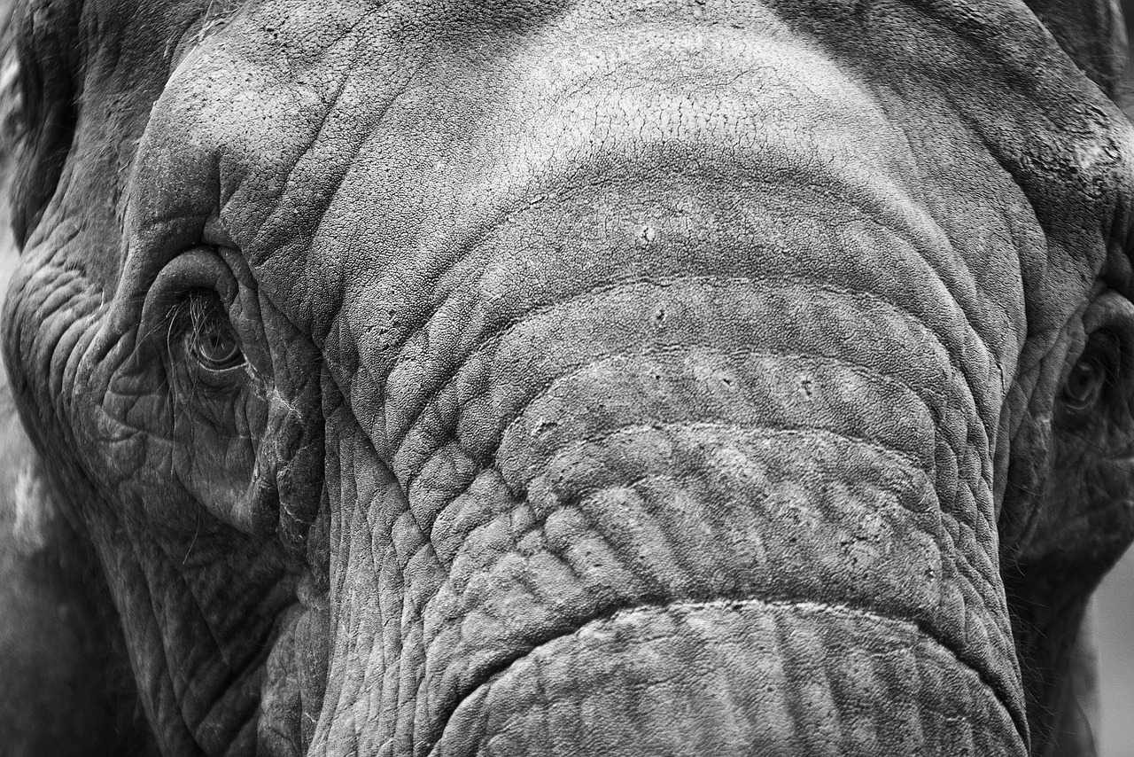 elephant  animal  mammal free photo