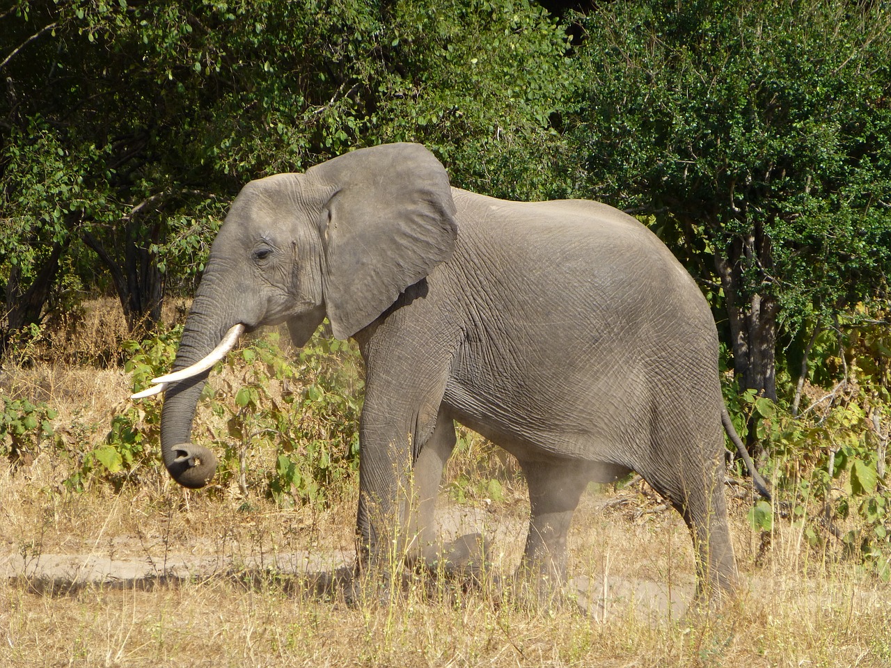 elephant  animal  africa free photo