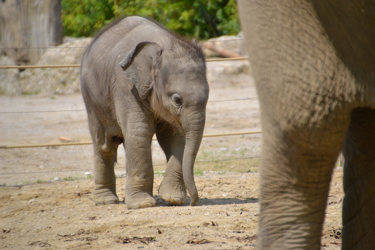 elephant  young animal  baby free photo