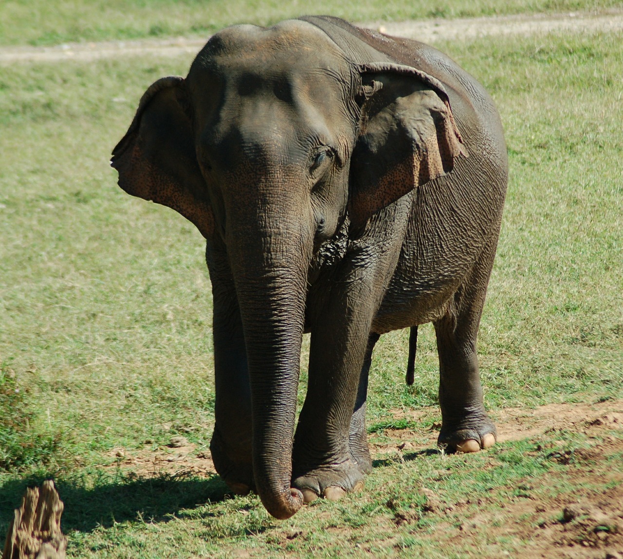 elephant nature wildlife free photo