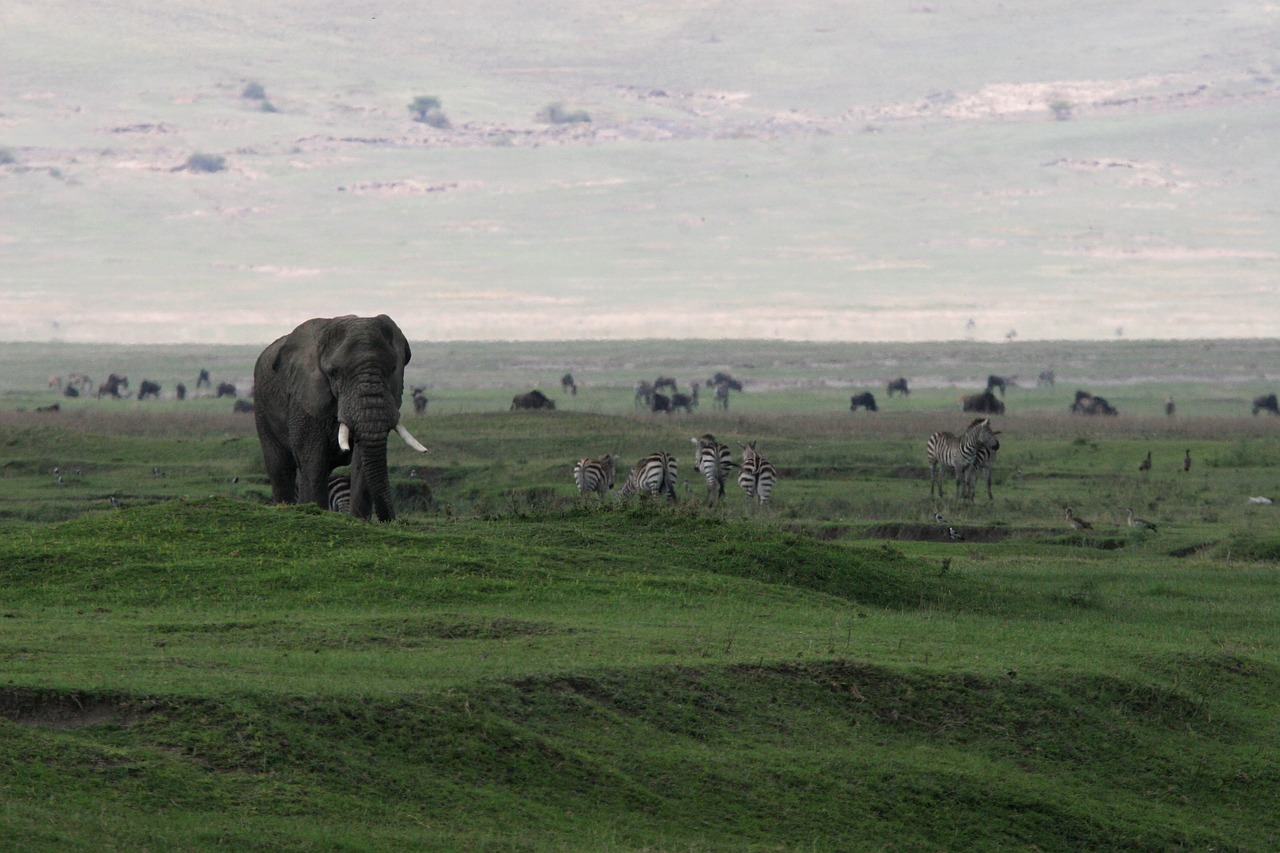 elephant  national park  landscape free photo