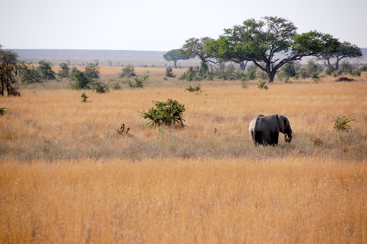 elephant  tanzania  safari free photo